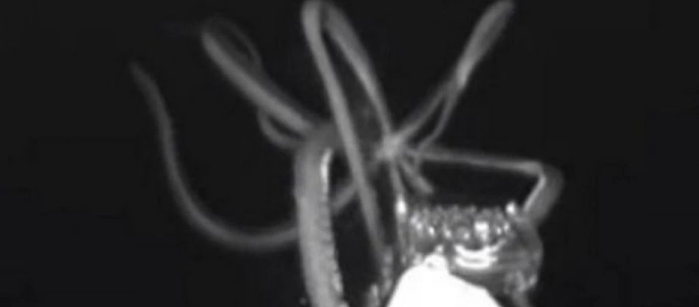 Καλαμάρι ‑ τέρας καταγράφεται από κάμερα (βίντεο)